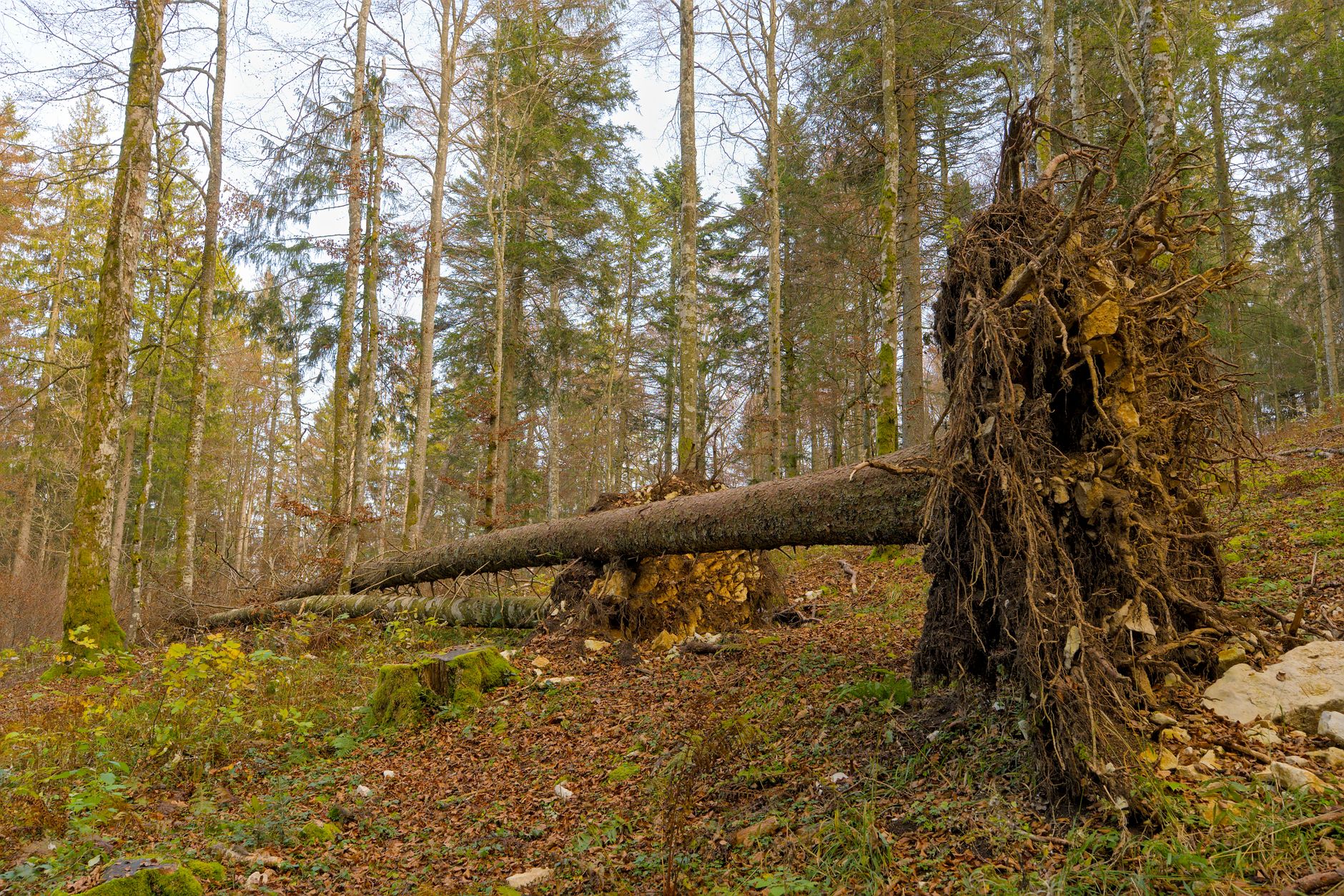 Enlèvement arbre urgence à Saint-Laurent-du-Maroni